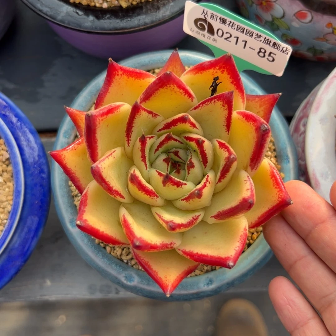 多肉一物一拍0210-85