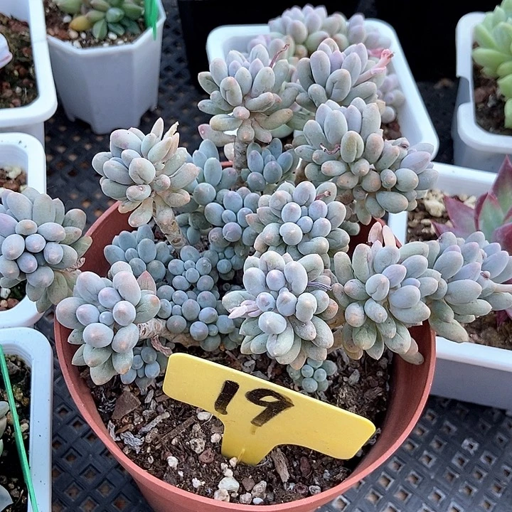 一****多肉植物手指19