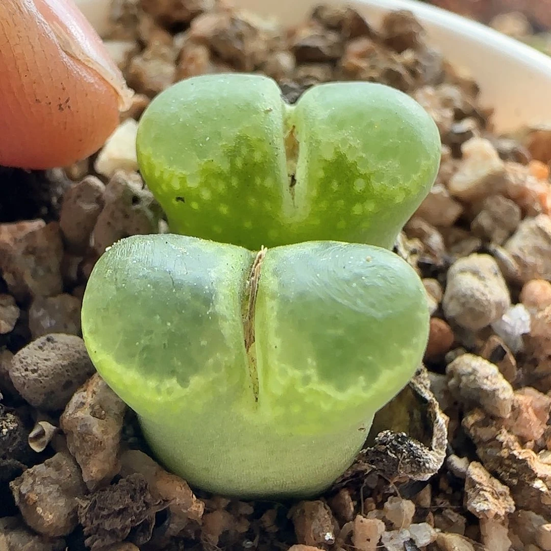 28包邮脱土发货27278