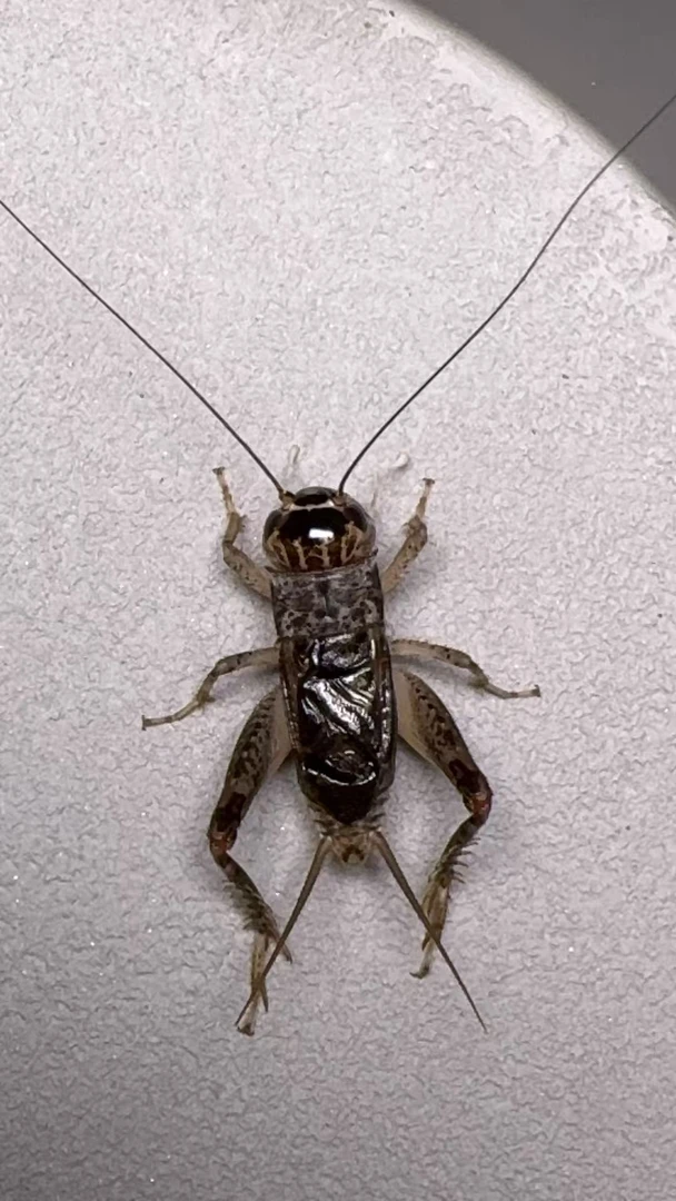 仿秋食品蛐蛐蟋蟀