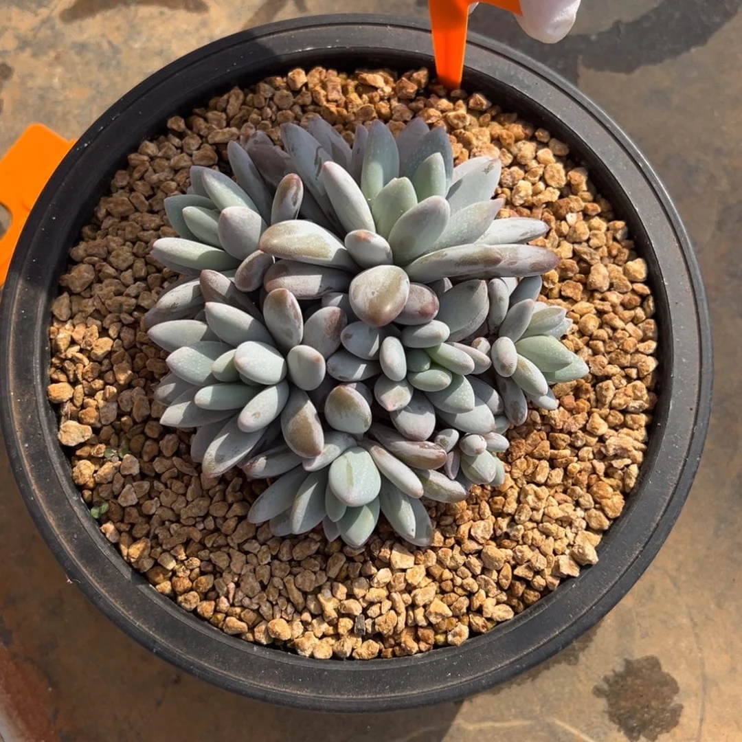 寄养26666666666666