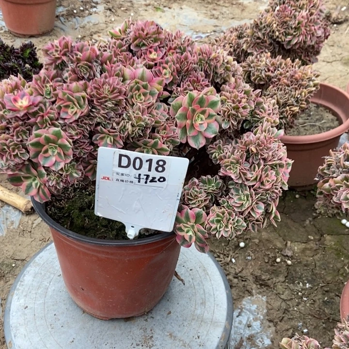 小***西D018粉女巫缀化老庄老拽哦