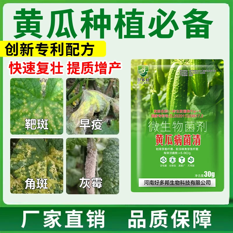 黄瓜病菌清专利生防菌技术黄瓜灰霉炭疽角靶斑黄叶青枯微生物菌剂