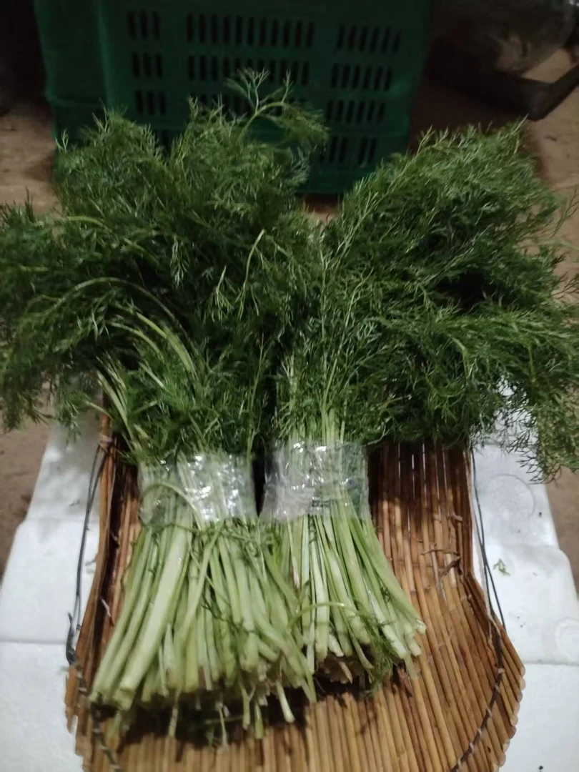 新鲜农家大棚采摘茴香苗1斤/±10g