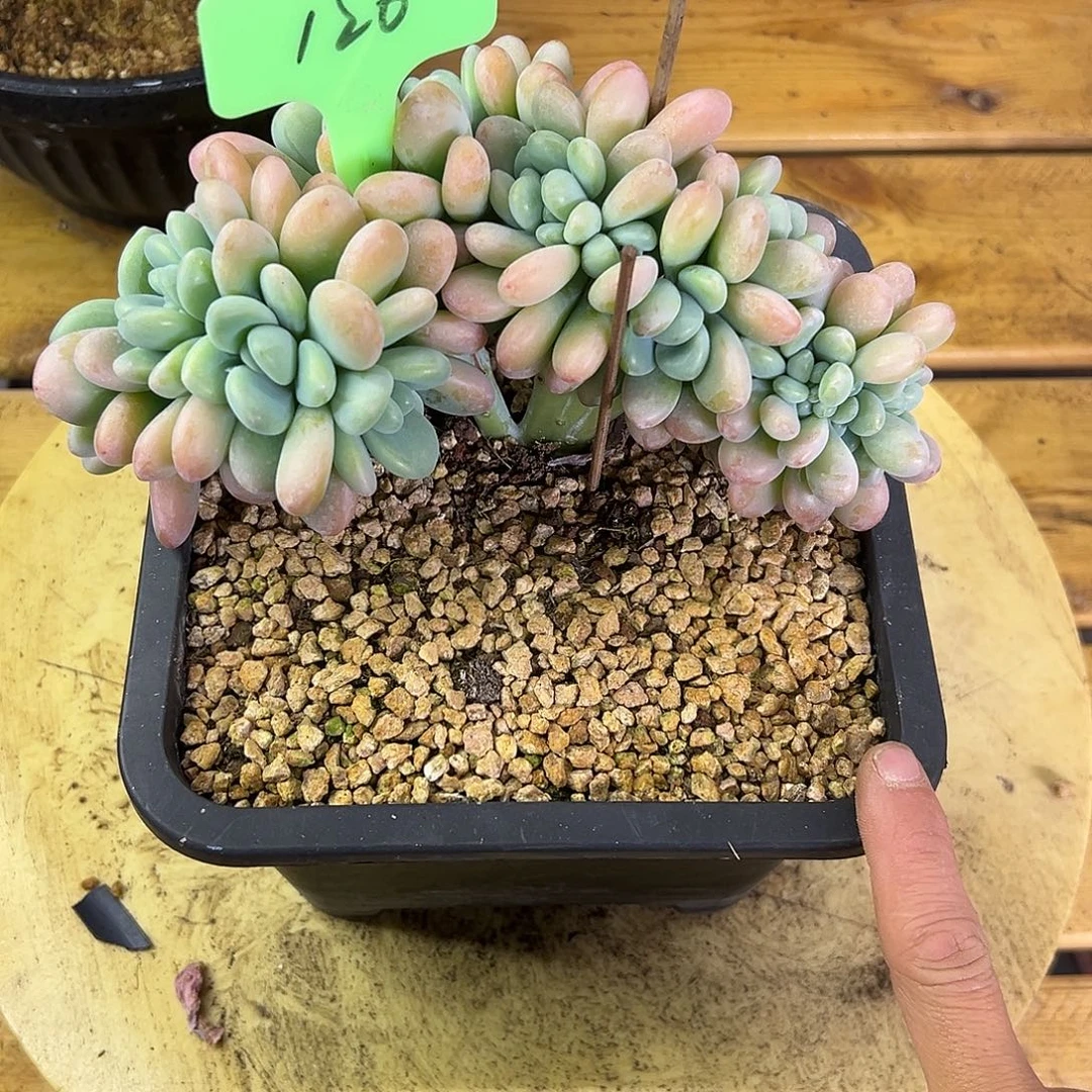 120洛神缀化。 多肉。