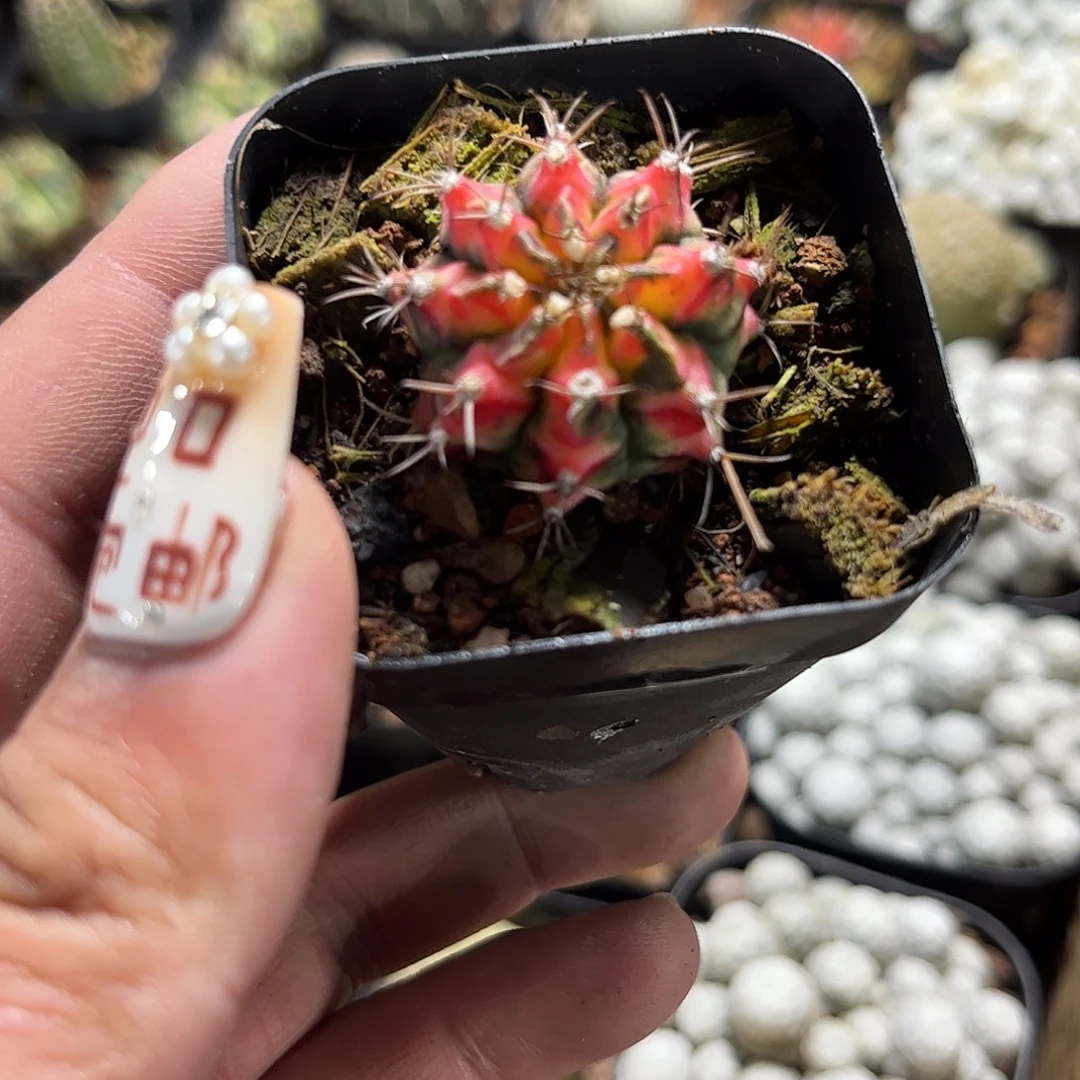 花蝴蝶单头发货单头