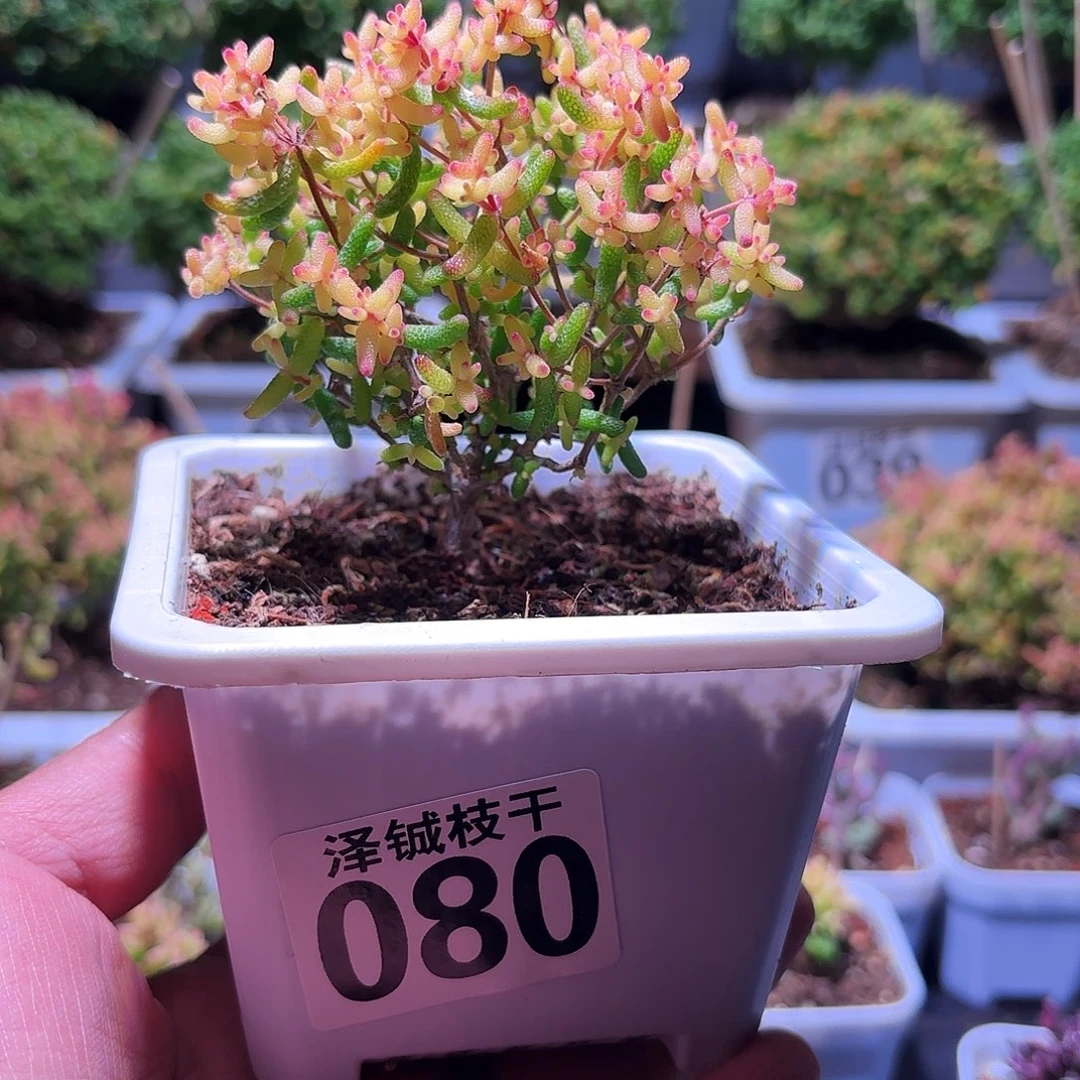 080枝干番杏假飞机猪