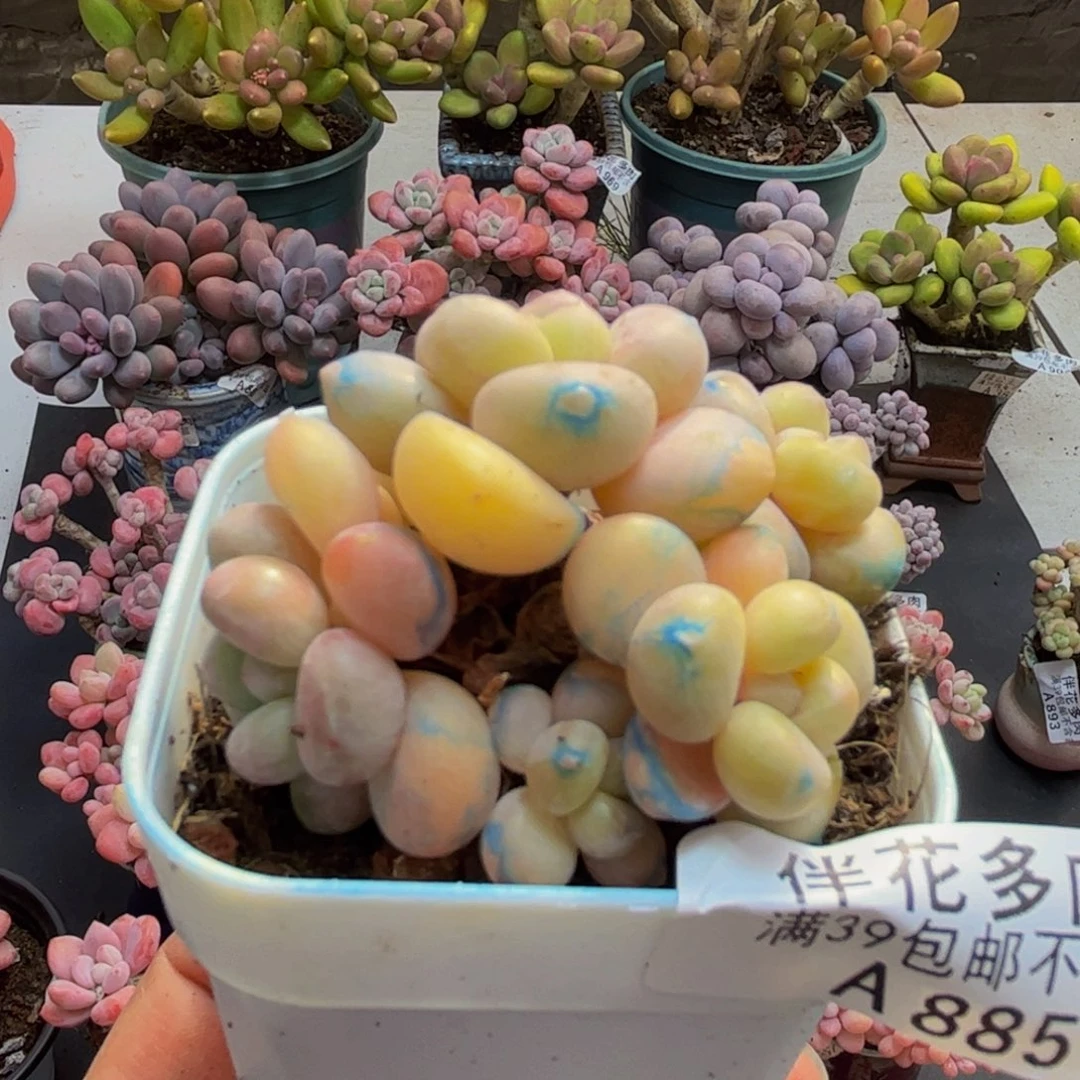 885萤火虫5cm多肉植物