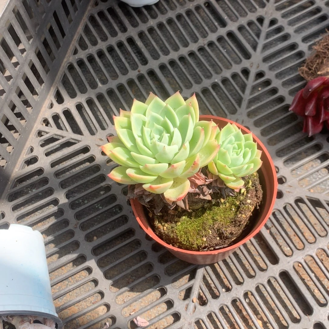 我们的产品将不断推出国际