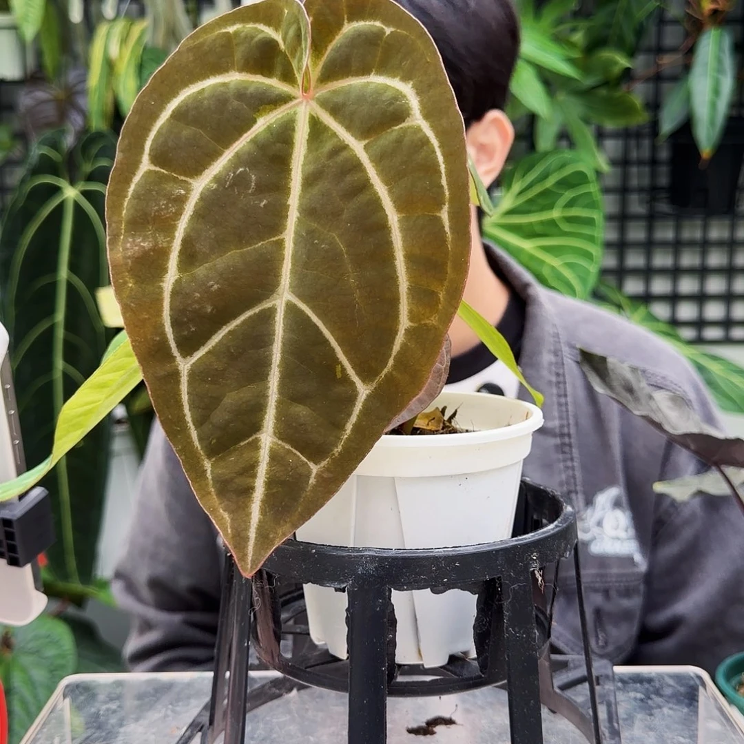 完全开放J173 红水晶杂贝斯