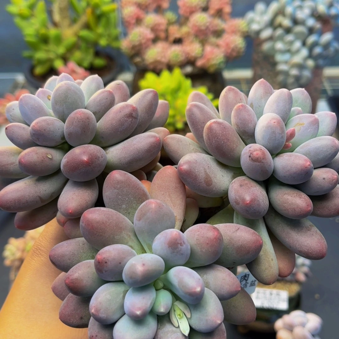 013-大群蛋黄奶多肉14cm