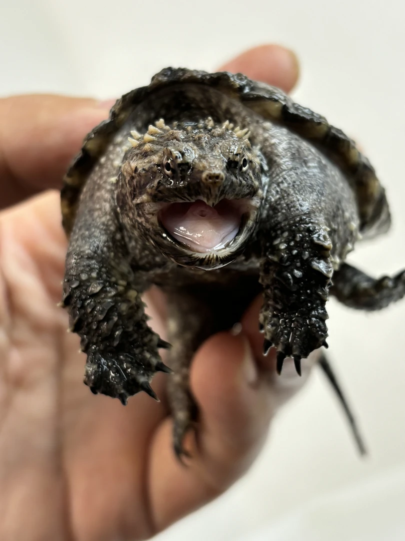 直播精选   爆刺佛鳄观赏龟人工养殖乌龟宠物龟