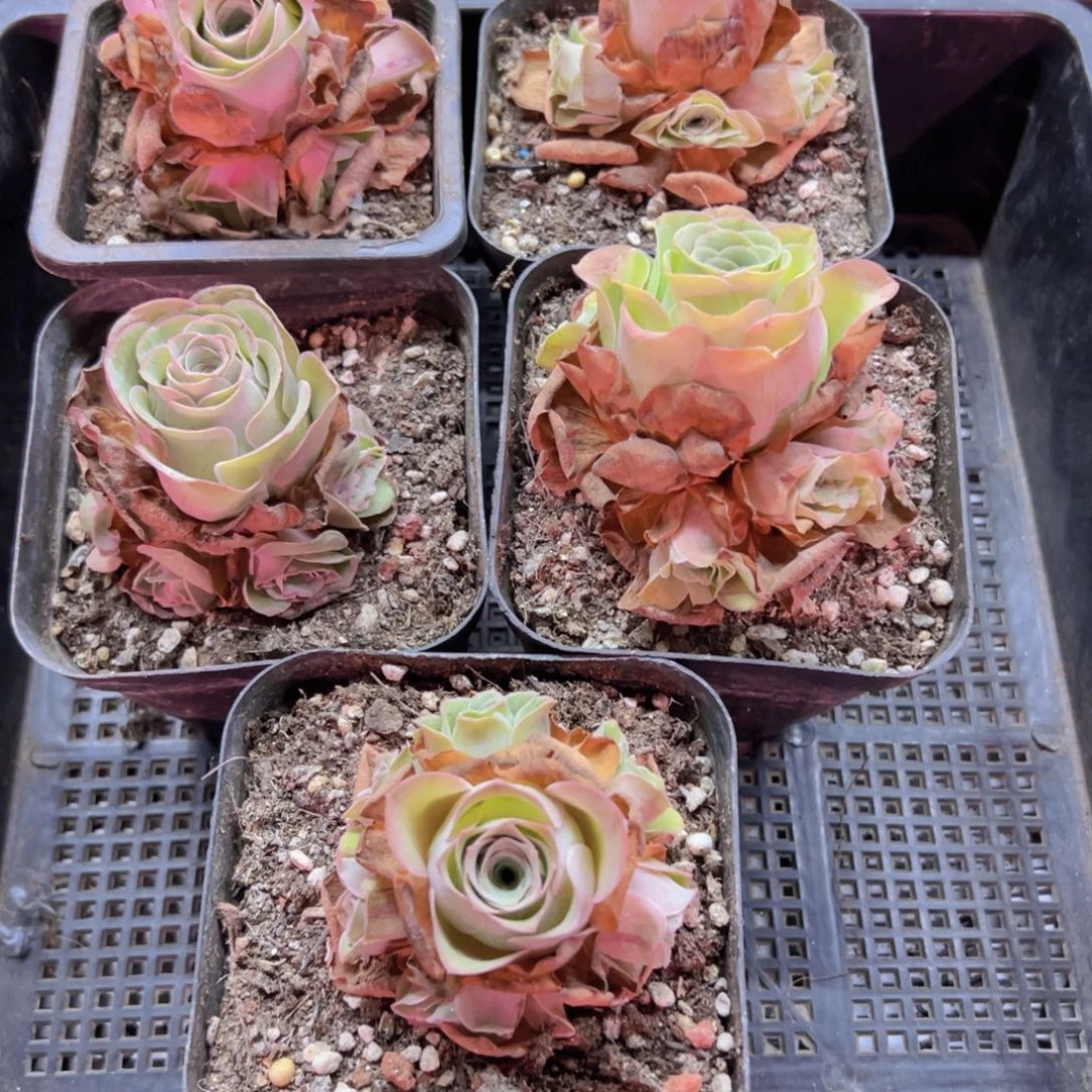 组合5颗群侧牙掉了不包损无售后