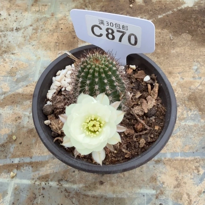 一物一拍福利特价C870
