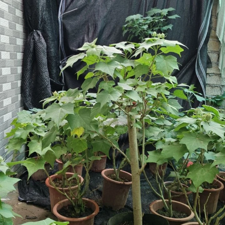 无花朵芙蓉花带花苞8681