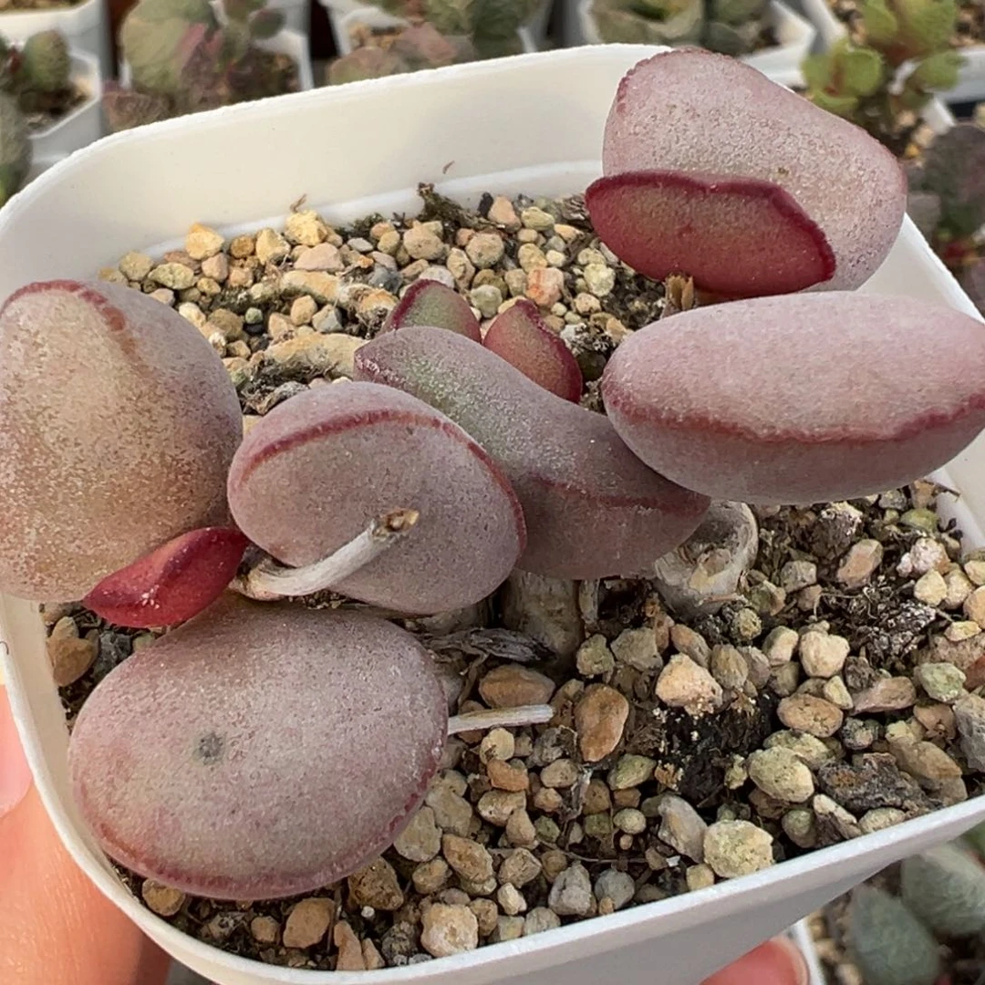 福利款白肌红蛋老桩多肉植物水泡多肉