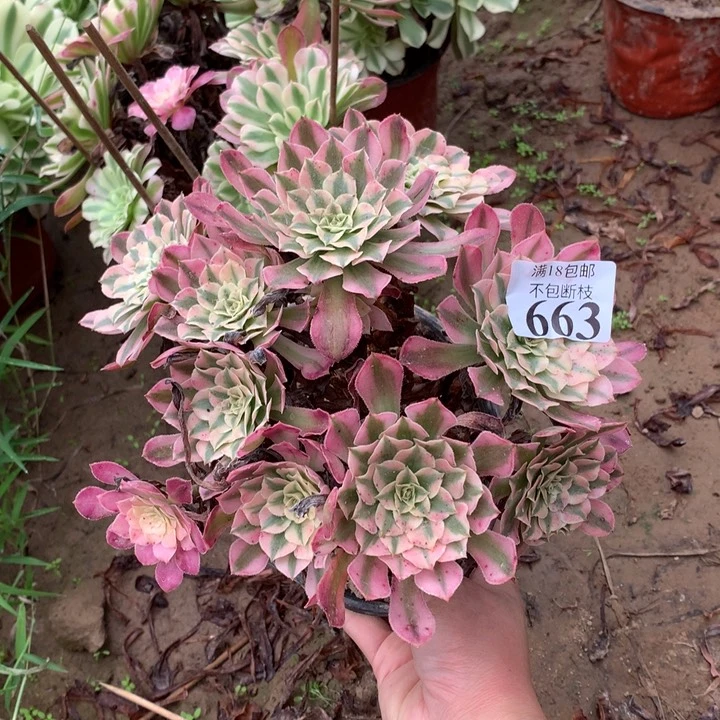 你**好663铜壶白绣球东棚