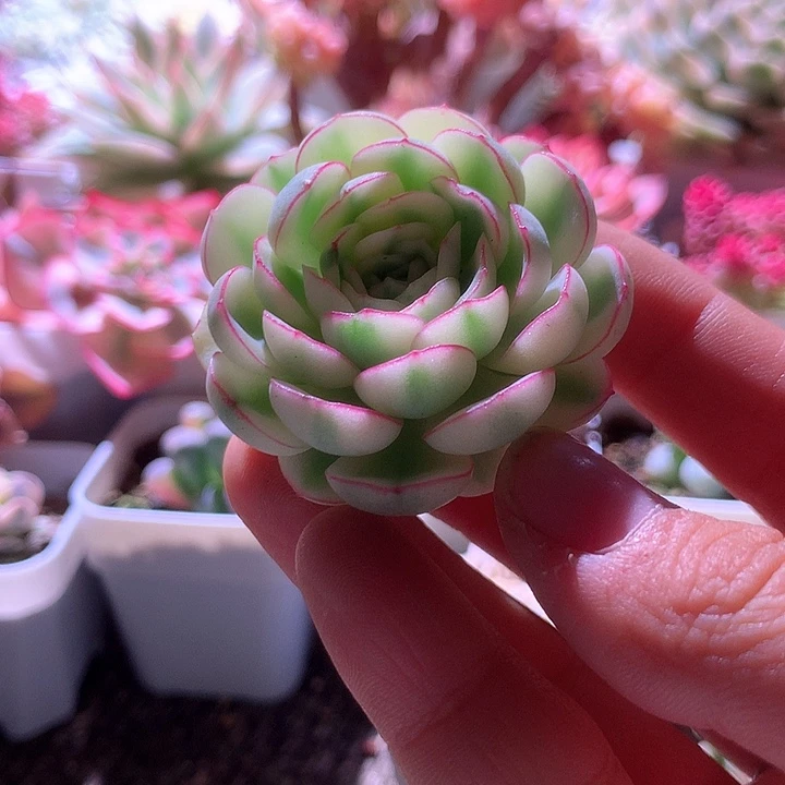 你***看超白基因梦幻玫瑰无根