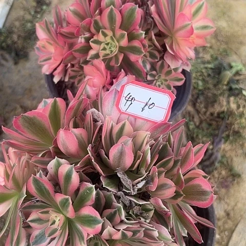 多肉女巫2棵49不包断枝