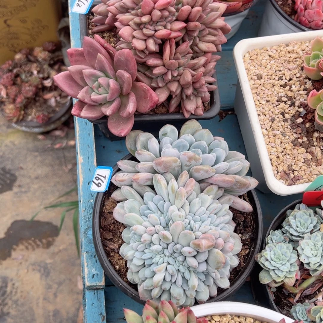 遇***8精品多肉植物老桩