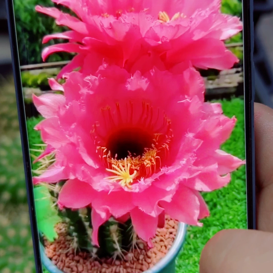 下60毛糖果歪无根侧芽5公分左右20 包邮