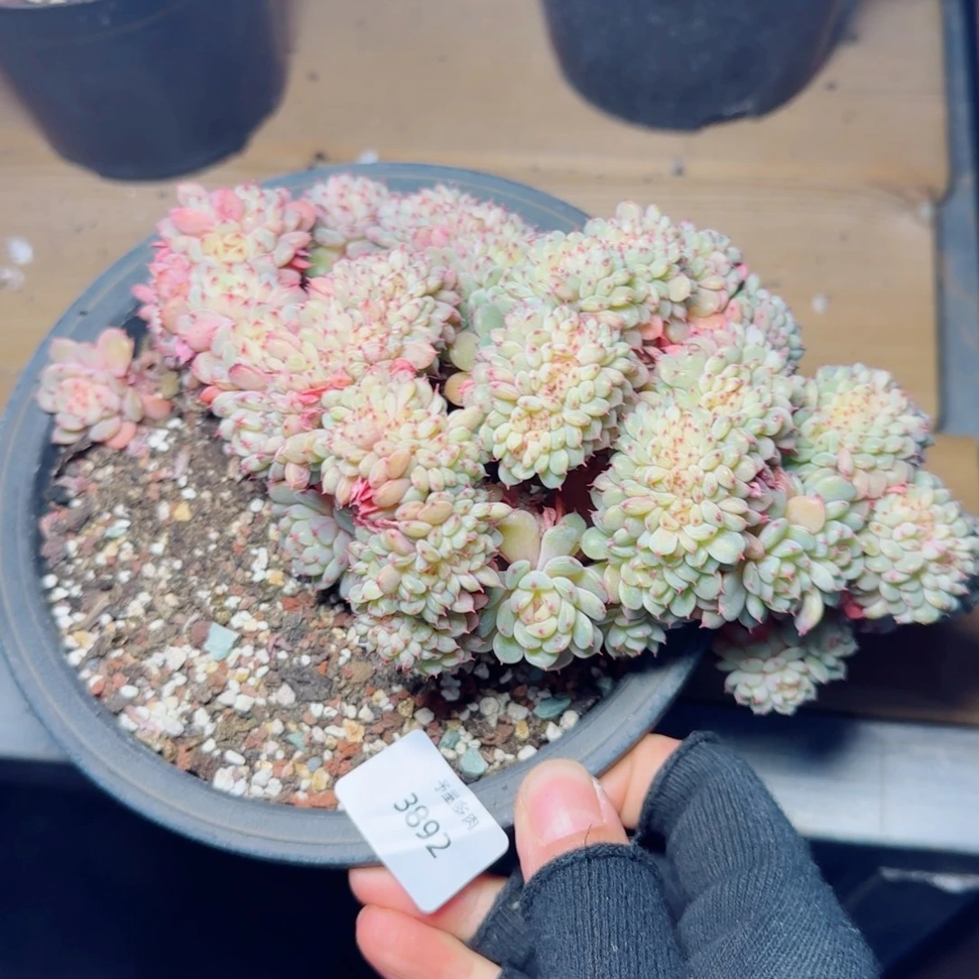 白胖子缀化，3892多肉植物