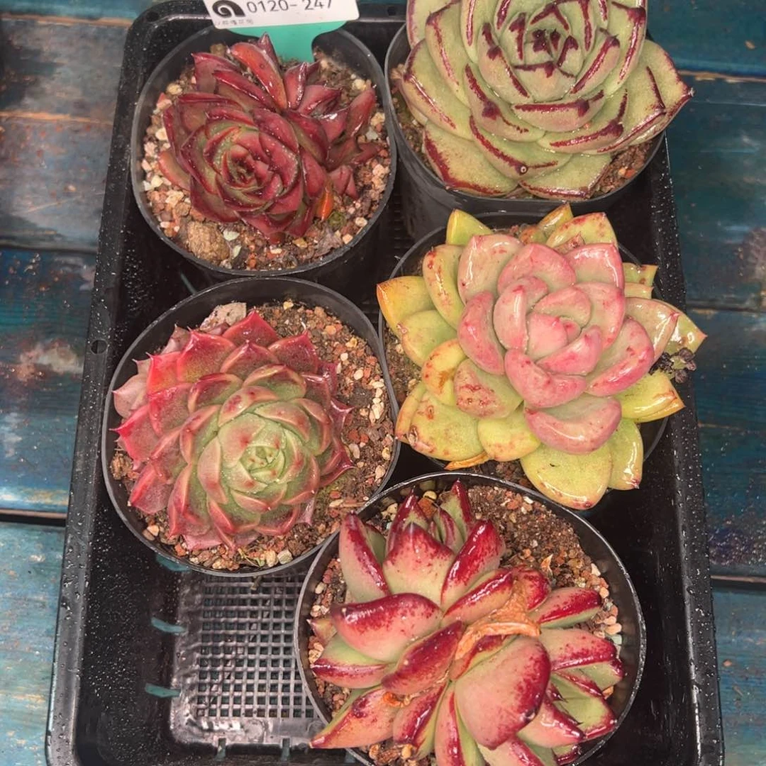 从前慢多肉精选编号0120.247