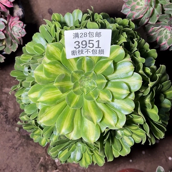 3951翡翠琉璃多肉植物