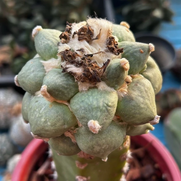 园艺仙人球/牡丹/丸尤青瓷/c11