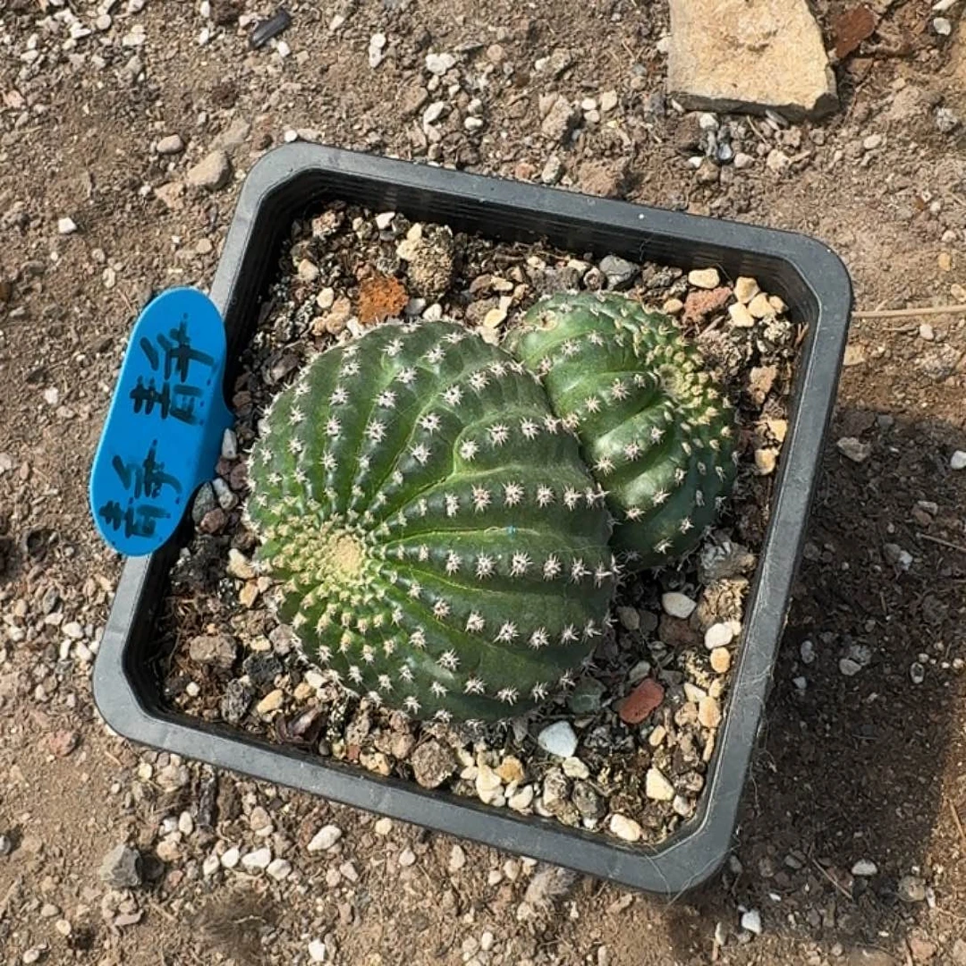 跟***虫静静仙人球一颗，有点点划痕，开花美