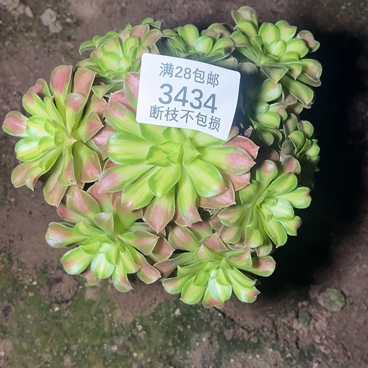 3434韶华多肉植物