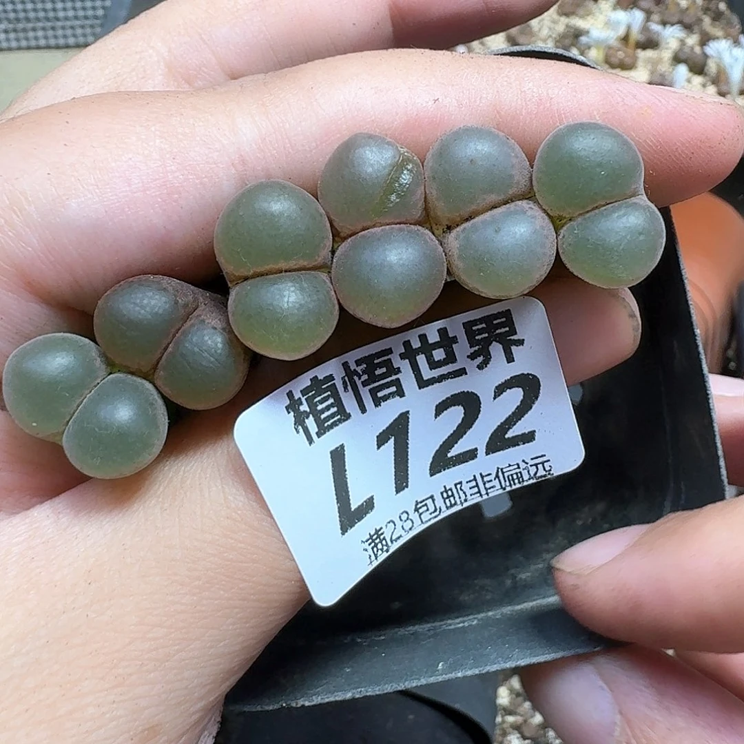 多肉植物的润泽地fv