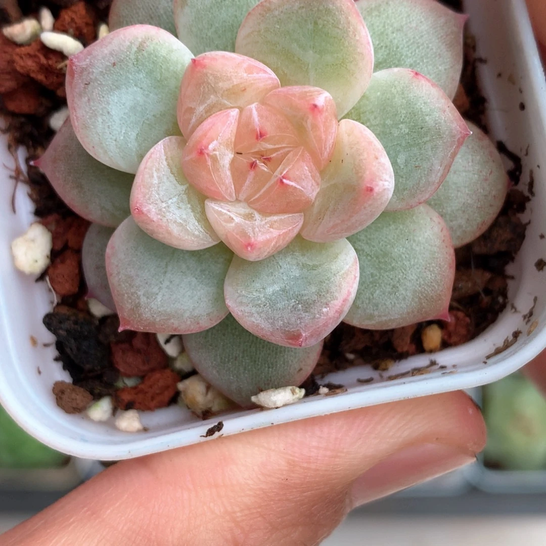 粉色心一颗。     7号