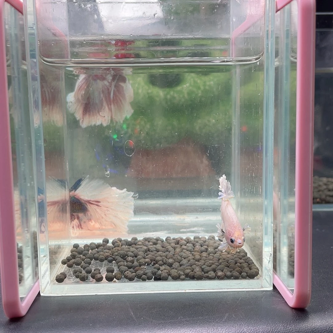 斗鱼1号1230晚绣球