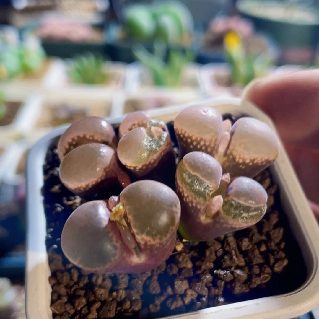 微瑕福利群生红风铃植物一物一拍