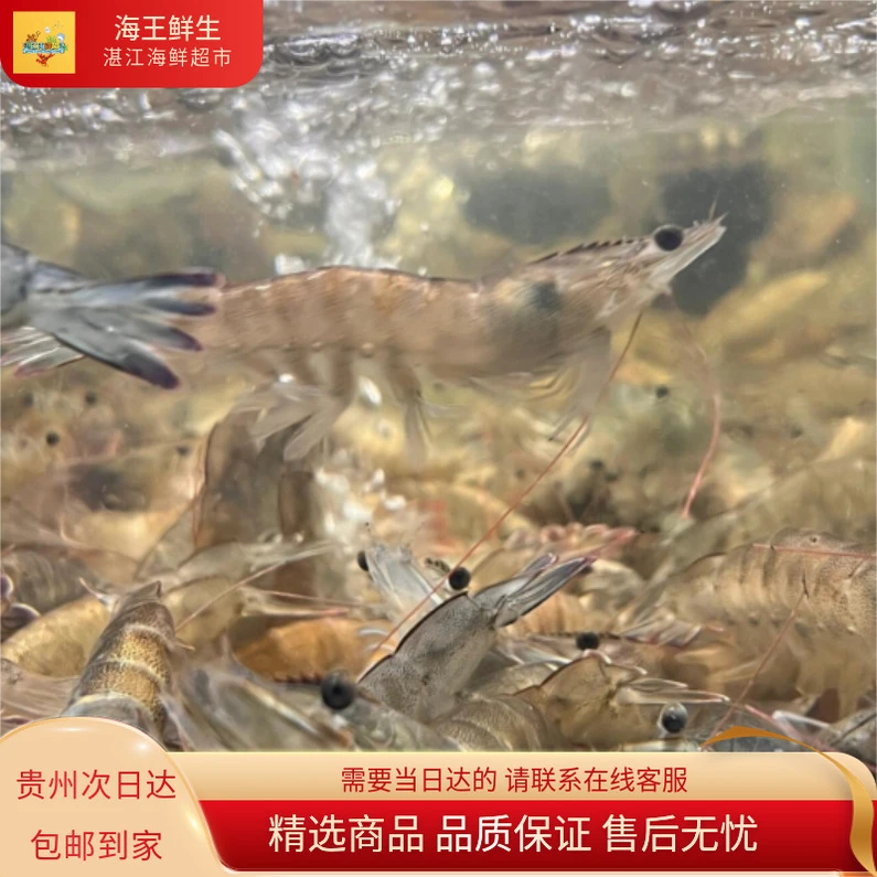【虾类】2号大明虾/基围虾3斤（约21-25个/斤）充氧活发精品