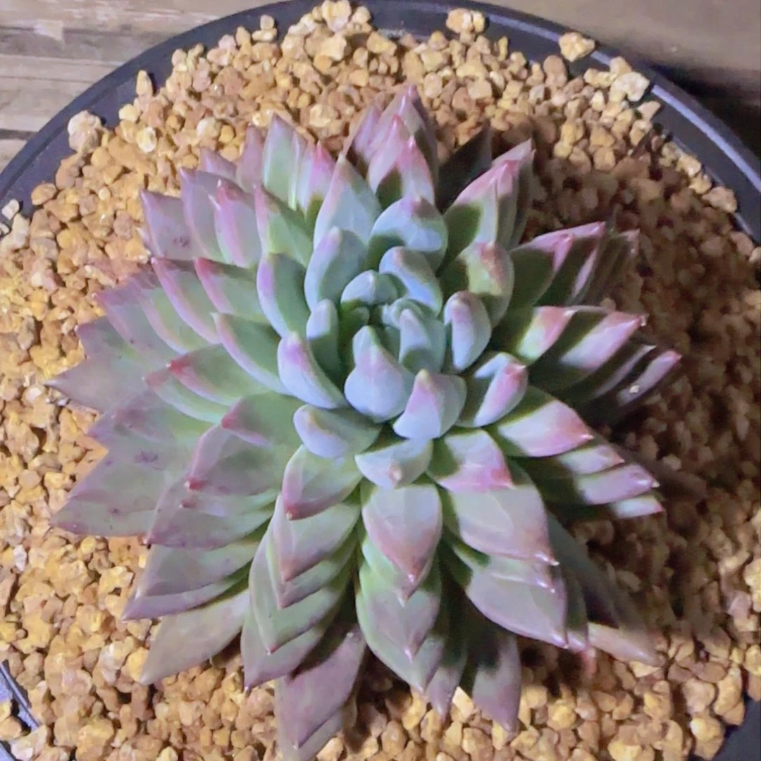 奈***图多肉植物多肉植物