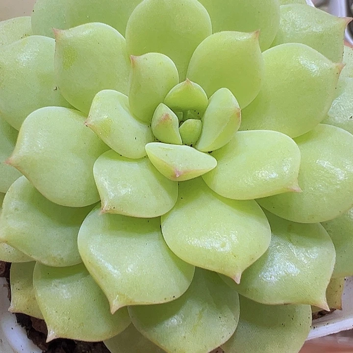 熊猫脸19包邮多肉植物