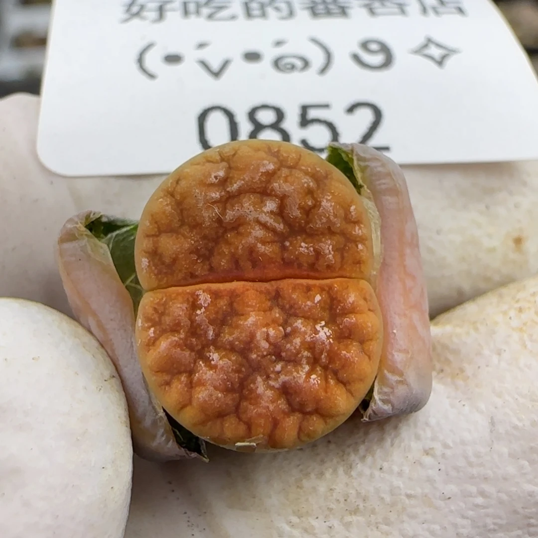 0852。特选拿铁。。。。。。