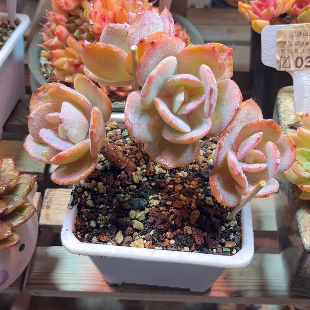 白凤朵朵disajinnvlvlv