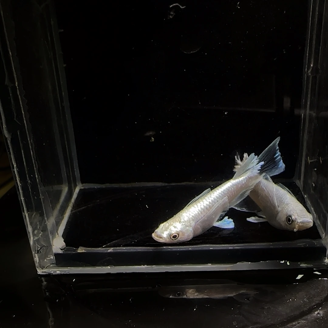 青鳉鱼一物一拍560