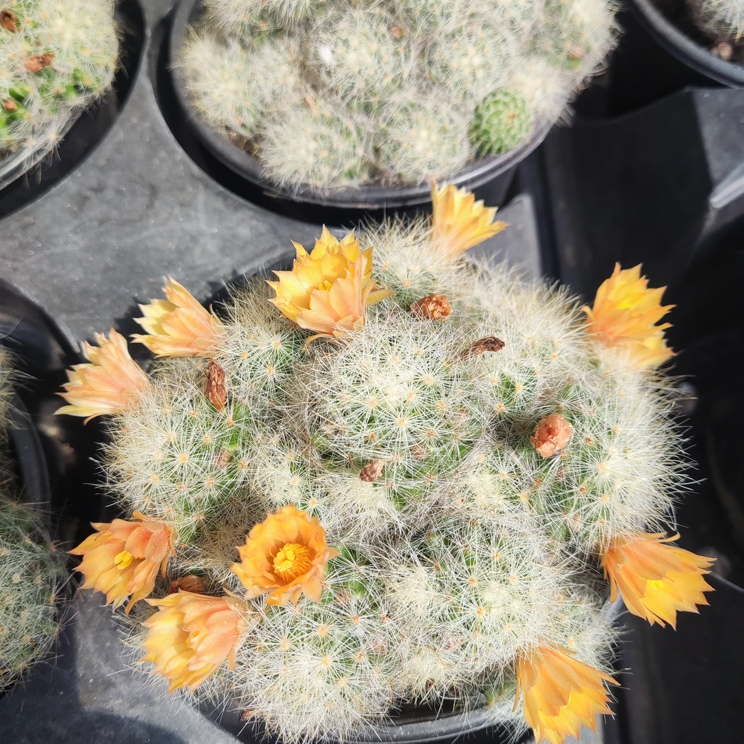 芳香丸仙人掌 开花很香 勤花品种 带盆发货