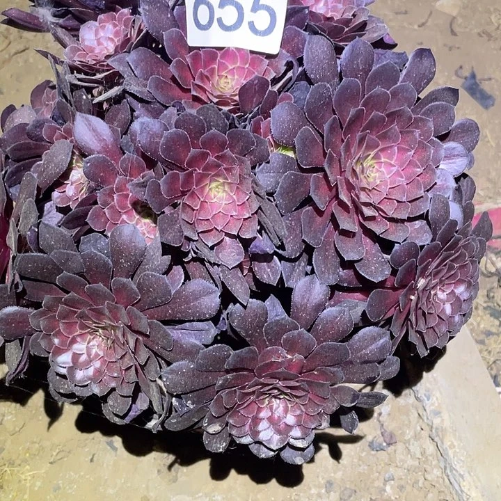多肉植物法师655黑铜壶中班