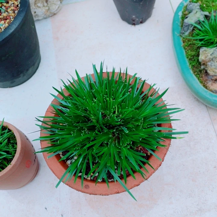 满*满牛种好的菖蒲黄盆99999