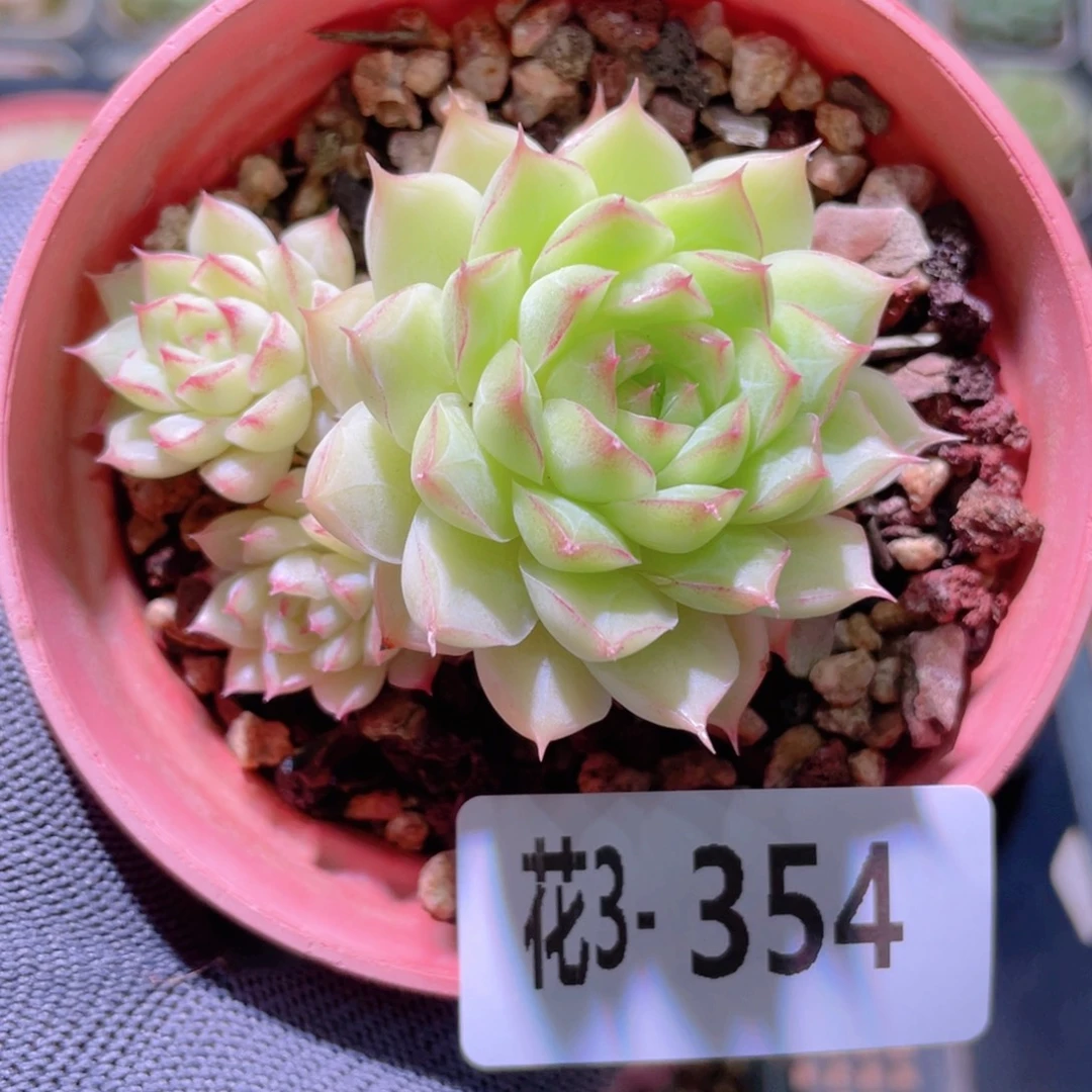 花利美3-354女王玫瑰