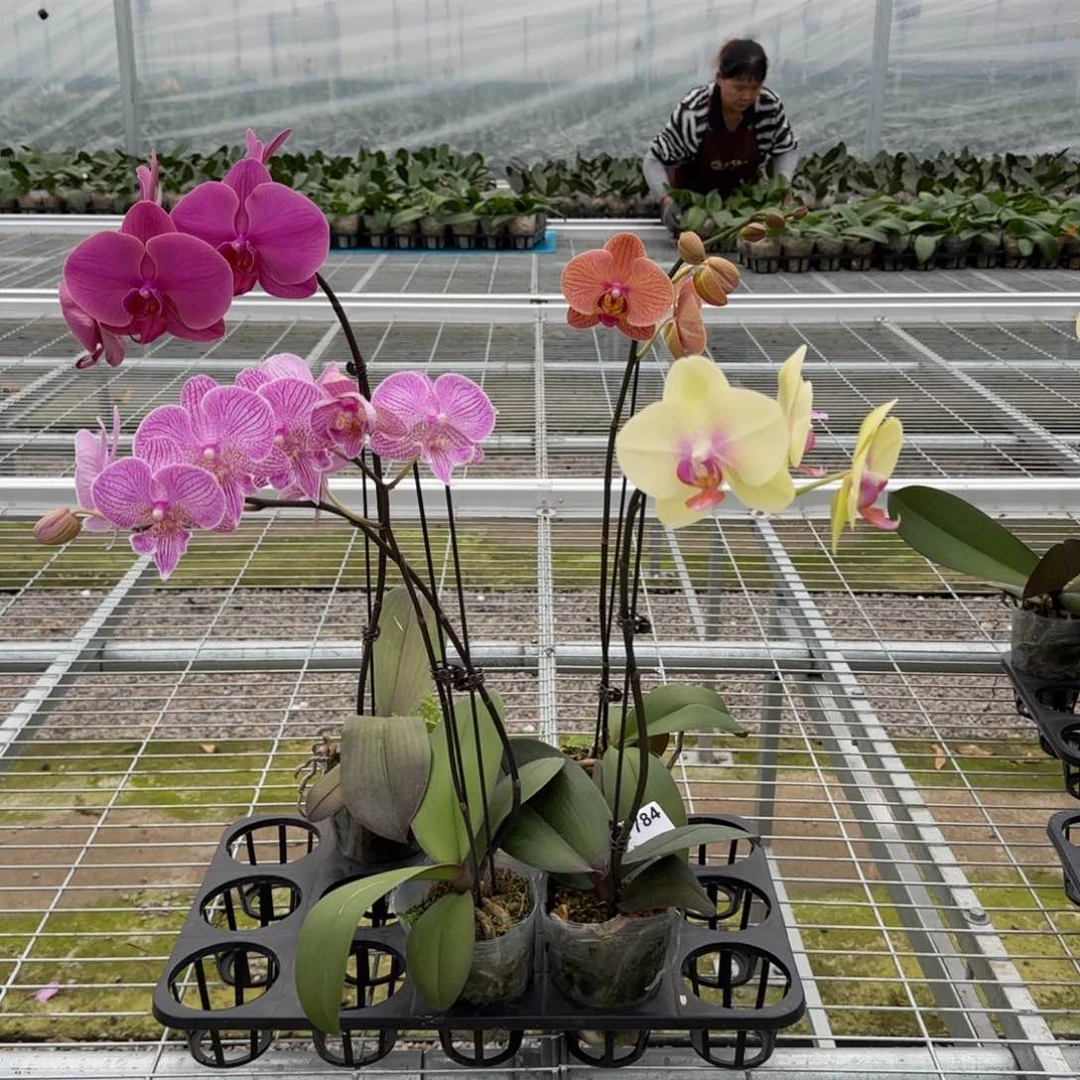 完全开放M041  4颗剪梗 带花发