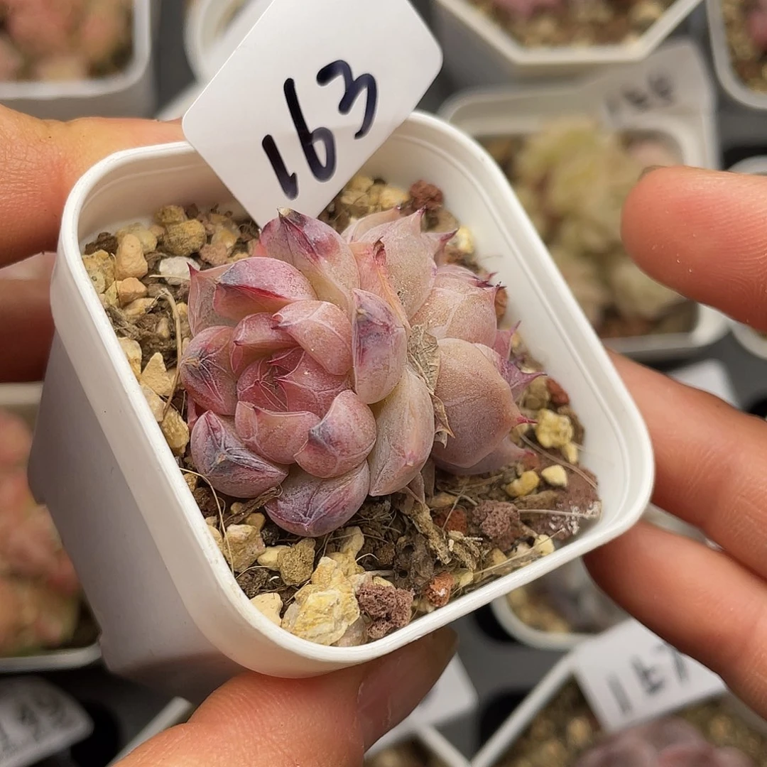 163 3.3一物一拍精品美肉