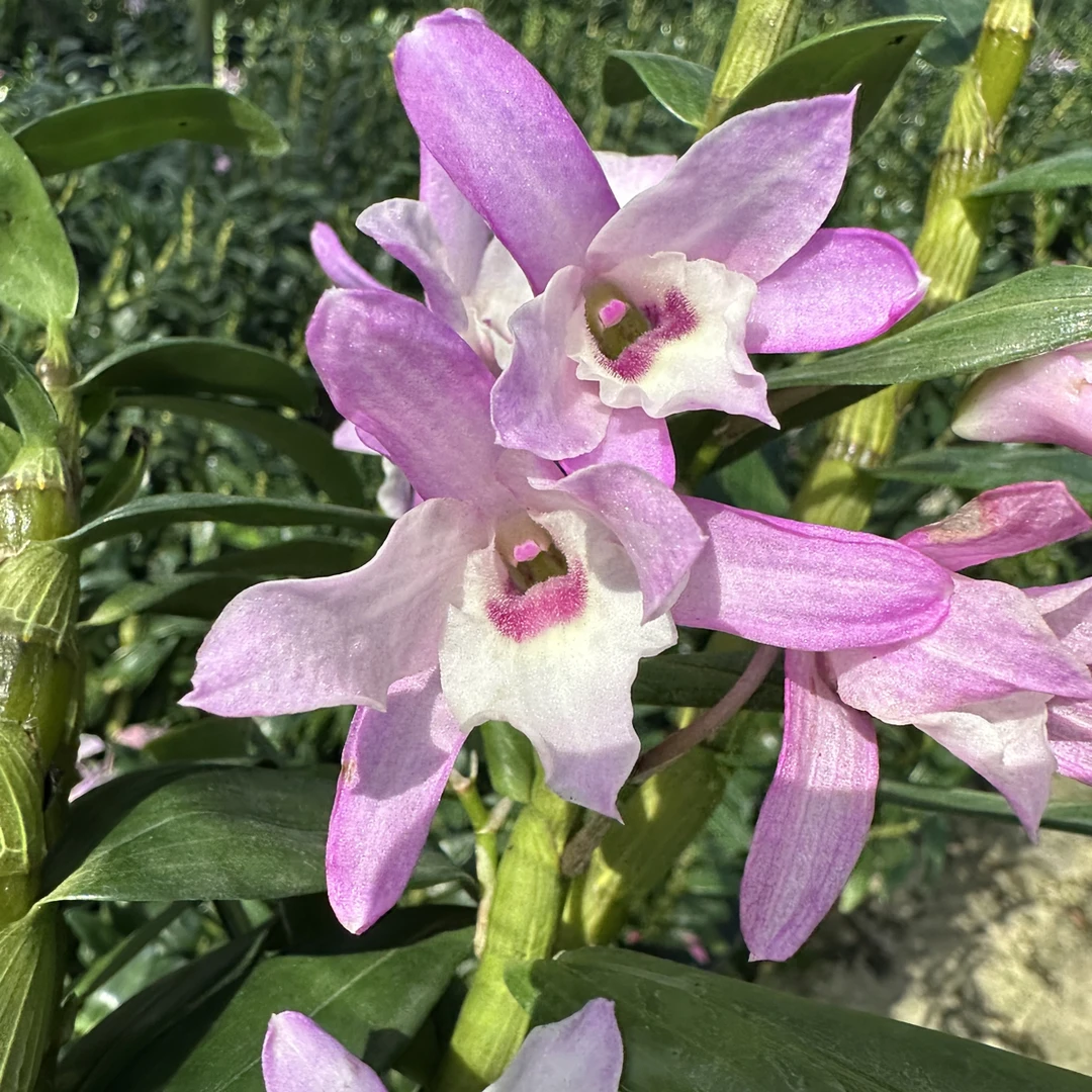 春石斛 火烈鸟 盆栽带花苞开花香型