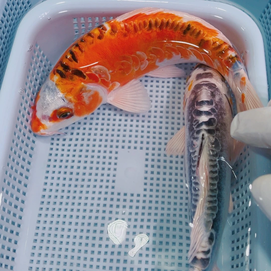 锦鲤锦鲤冷水观赏鱼117