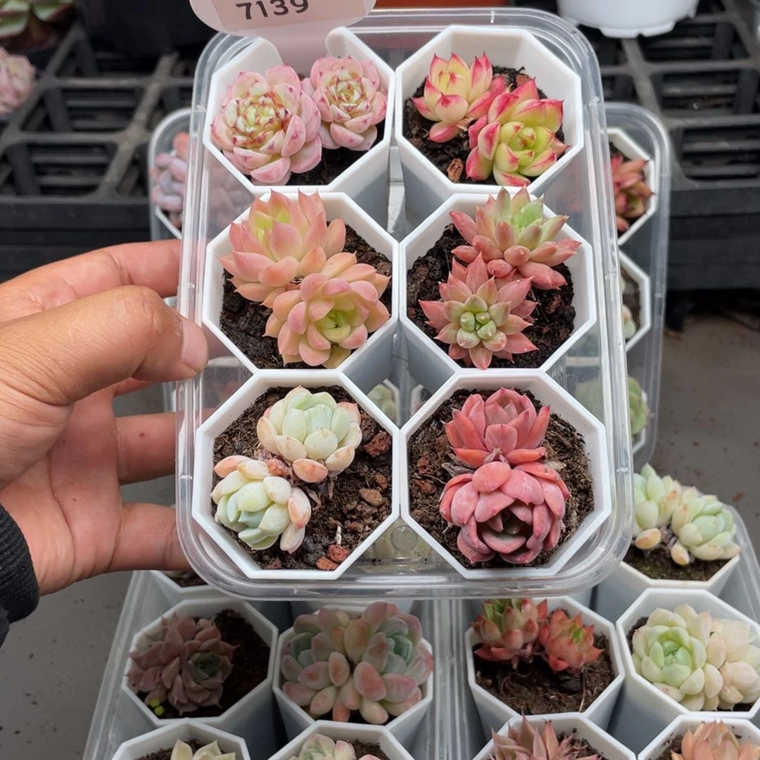 六**雨7139双头组合4.5厘米